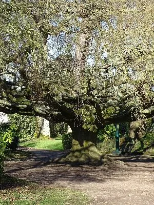 Hêtre pleureur du jardin botanique de Bayeux