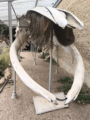 Maison de la Baleine à Luc-sur-Mer