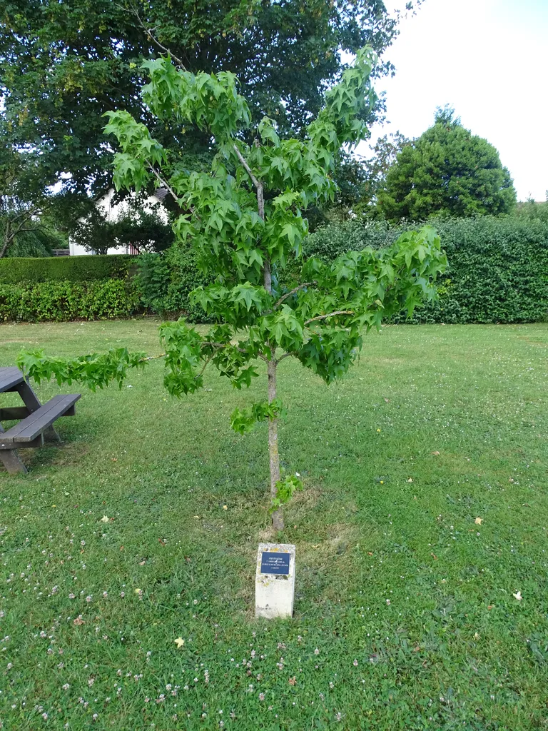 Liquidambar du conseil jeune de Vieux 