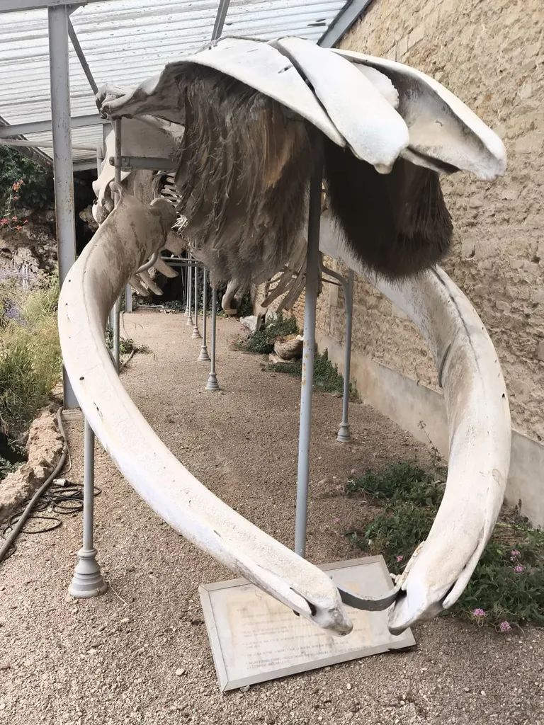 Maison de la Baleine à Luc-sur-Mer